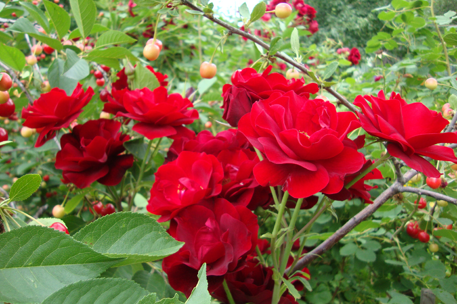 Роза канадская Катберт Грант (Cuthbert Grant) С12L; 3-4 года – Ваш сад